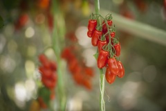 1_129_©_www_zweischrittweiter_at